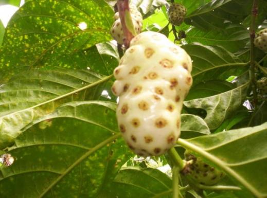 Noni