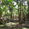Bananas at the Farm