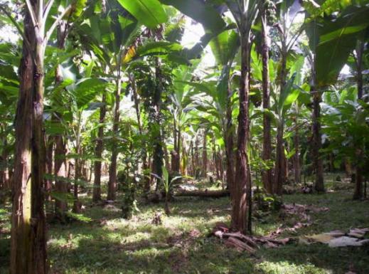 Bananas at the Farm