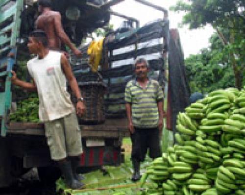 Transport from our Finca