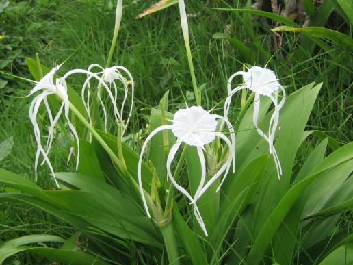 spider lilly