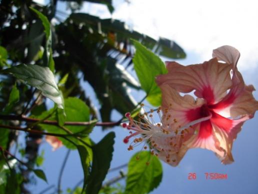 Hibiscus