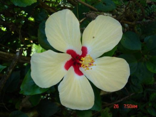 white Hibiscus