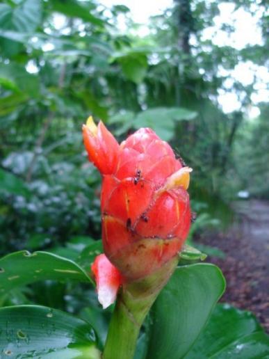 Ginger species