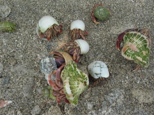 hermit crabs