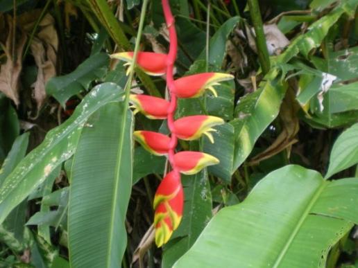 Heliconia