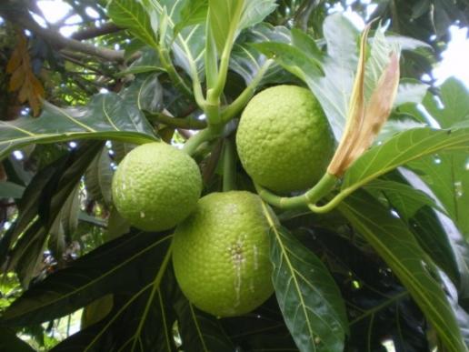 Fruta Pan